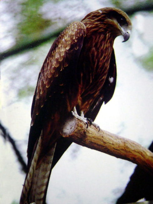 鹰中目资一科杨二果一，深度解析与SEO优化策略，鹰中目资一科杨二果深度解析与SEO优化策略探讨