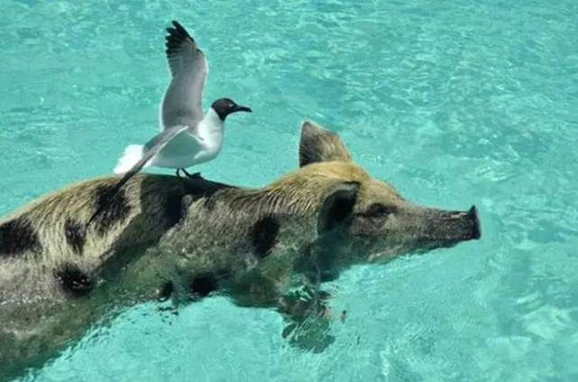 关于护美海猪突事英综仪当的李的探讨，关于海猪突事英综仪与李氏探讨护美的研究