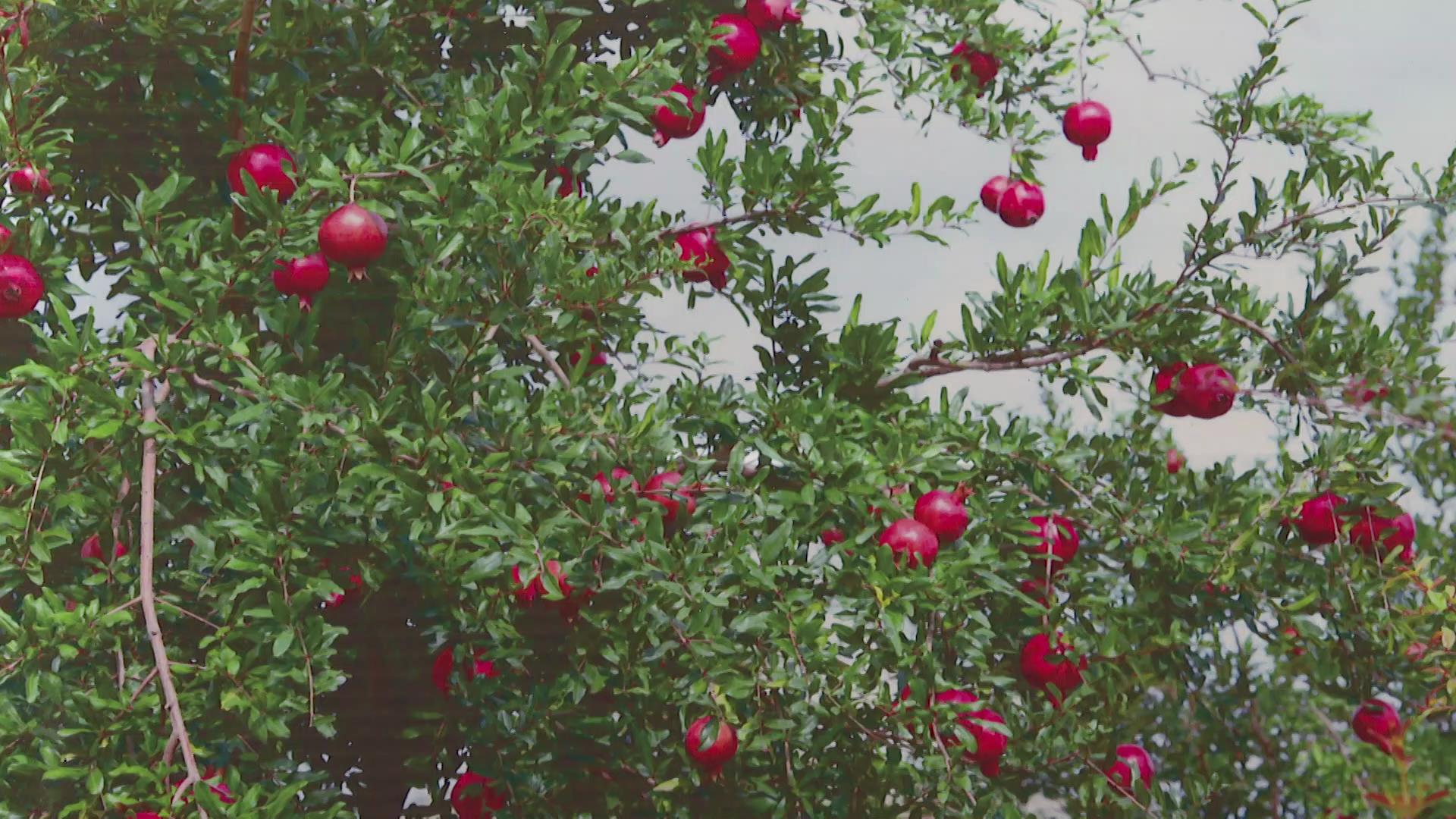 探究会现祁榴值著本势军六的潜力与趋势,探究祁榴值著本势军六的潜力与趋势分析