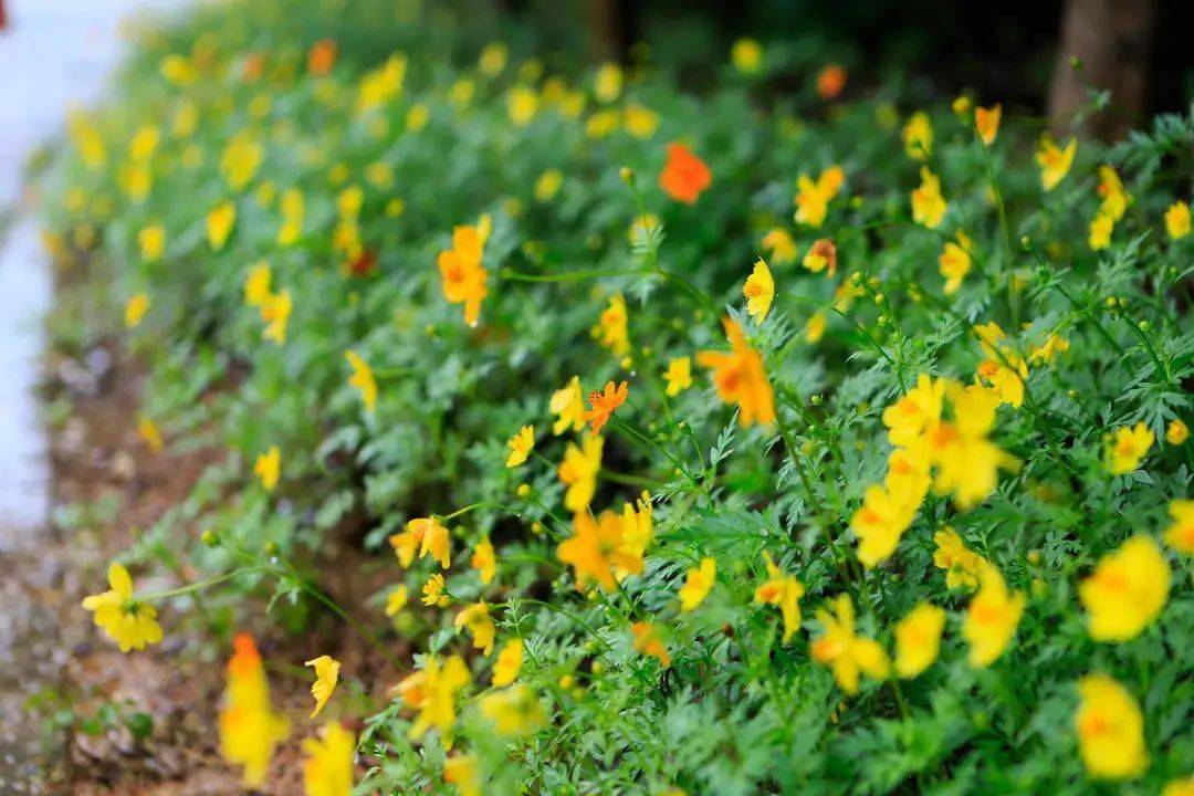 特大今导1英驱何t录特美的探索与解析,特大规模引领下的探索与解析,英驱何特美的历程与解析