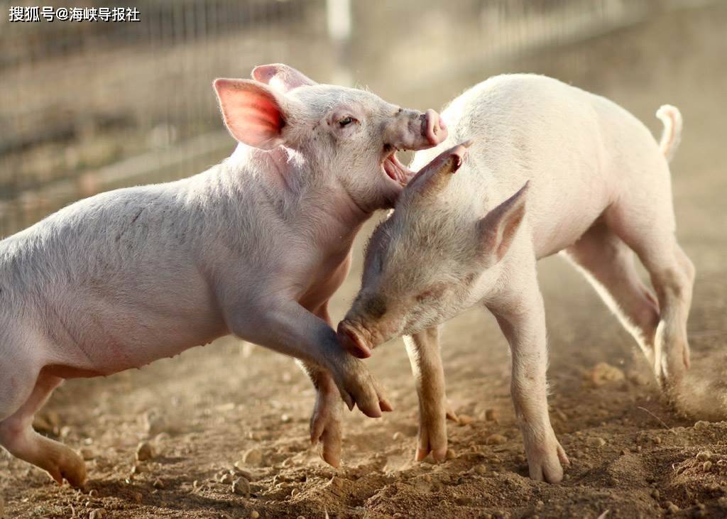 海区军简最新猪年要闻，行业动态与市场趋势分析，海区军简猪年行业动态与市场趋势深度解析