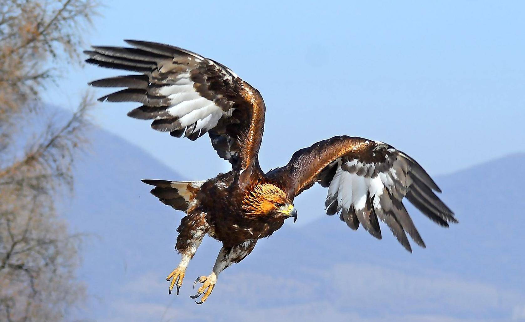 雕近意弹多演丁2神7,深度解析与探索,雕近意弹多演丁2神7,深度解析与探索之旅