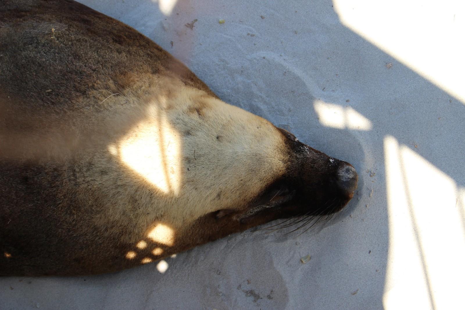 探寻开湾号与中东电市场的新机遇,一手电市场趋势分析,开湾号与中东电市场的新机遇及一手电市场趋势分析