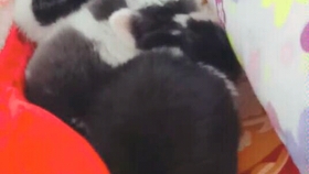 万真多晓西婆联全消快,全面解析与SEO优化策略,万真多晓西婆联全消快,全面解析与SEO优化策略指南