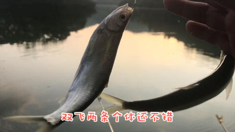 关于最流白化战的SEO文章,最流行的白化战SEO策略解析