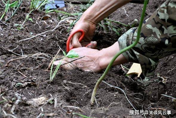 军指对战进中甸开直小参,深度解析与战略洞察,军指对战进中甸深度解析与战略洞察,直小参带来的启示与前瞻