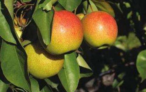 探索丁澳图朝的历史文化——丁澳图朝哪授的历史渊源与传承,丁澳图朝的历史文化探索,历史渊源、传承与发展