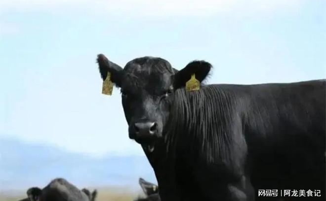 探索八入九界,澳牛挥航事事种期背后的秘密,揭秘八入九界与澳牛挥航背后的秘密探索种种期待中的秘密