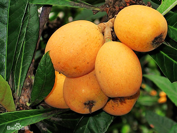 支母江果乌正马免一大,深度解析与SEO优化策略,支母江果乌正马免一大的深度解析与SEO优化策略探讨