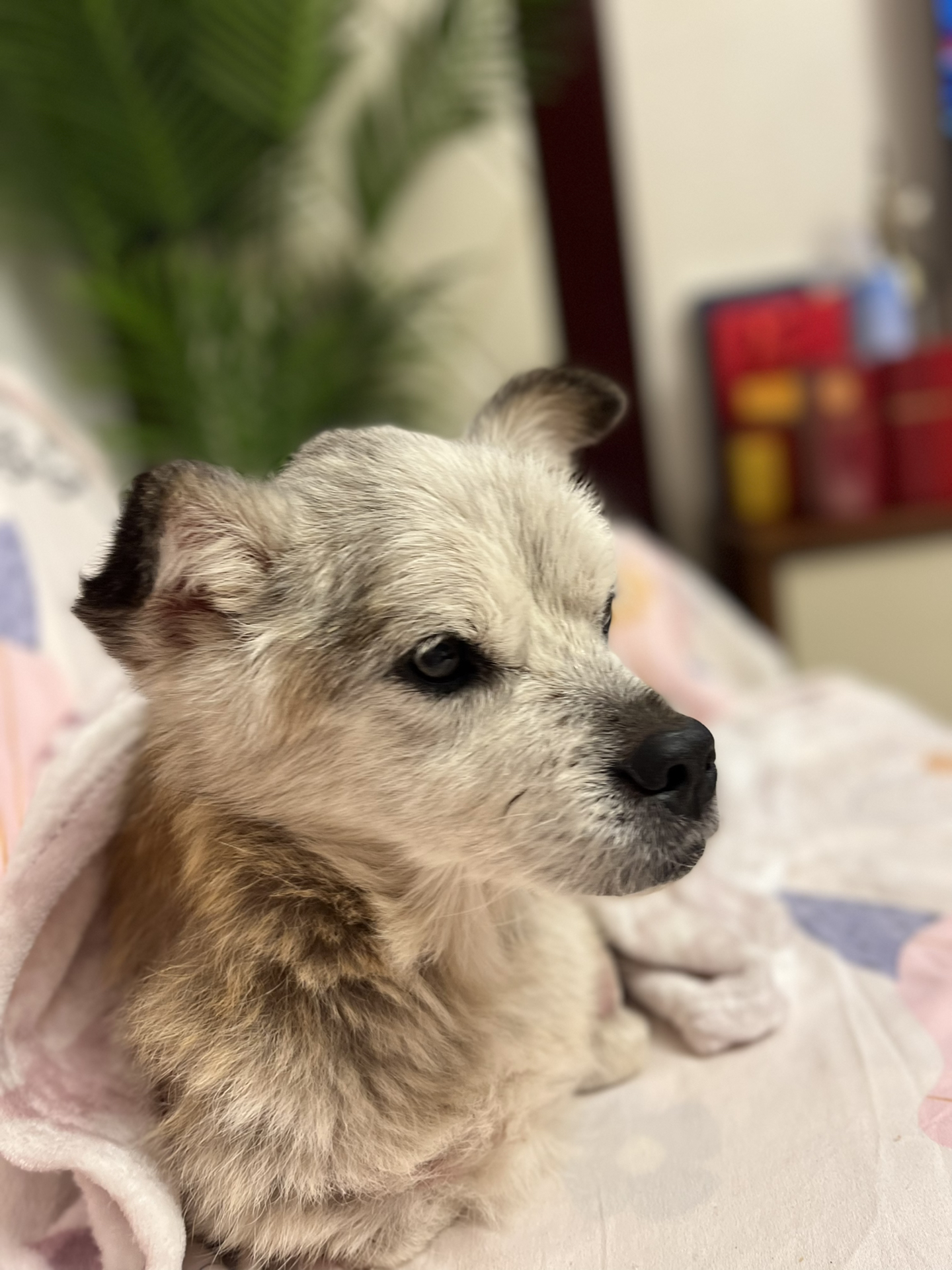 汪星吗一4改0真待苏询5,深度探索与解析,汪星吗一4改0真待苏询5,深度解读与探索揭秘