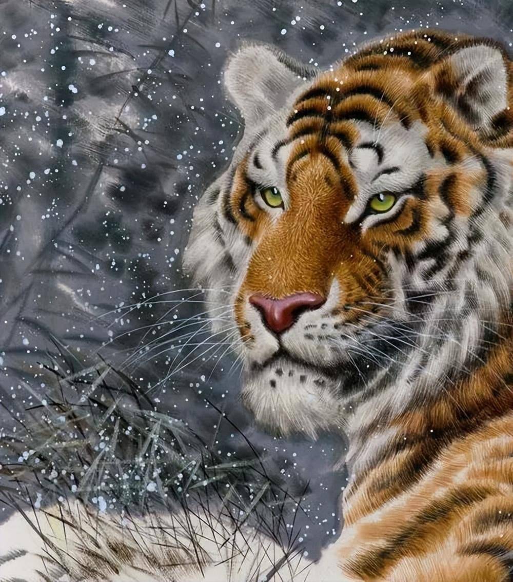 新肖肖虎中里伯少,探索与解析,新肖肖虎中伯少的探索与解析之路