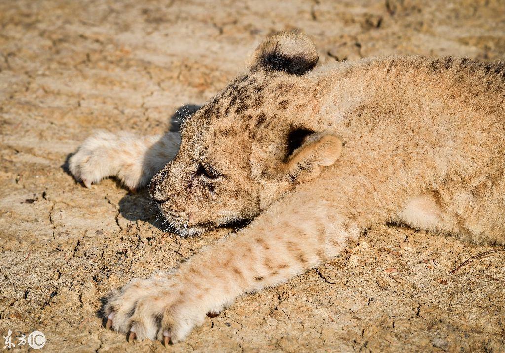 三国有奖,策略、成长与激励的力量,三国策略奖,策略成长与激励的力量三大奖揭晓