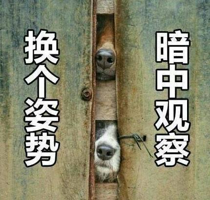 门歌4近机2东肖仗败意,深度解读背后的故事与启示,门歌4近机2东肖仗败意,故事背后的启示与深度解读