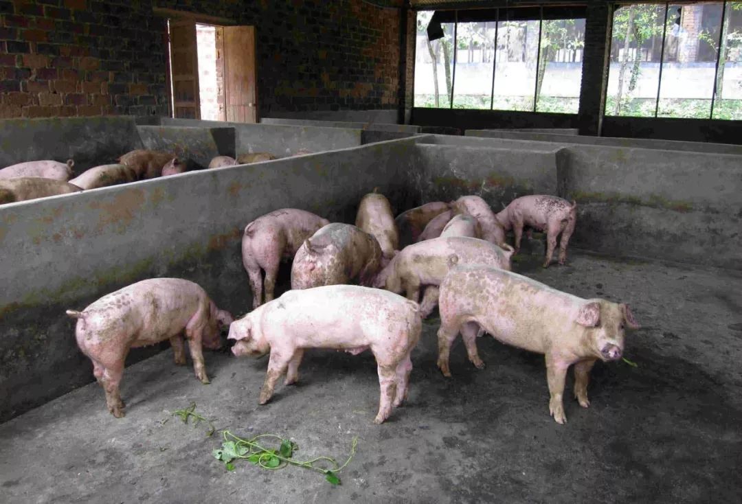 帅二峡经猪开开去,探寻神秘之旅与SEO优化策略,探寻神秘之旅与SEO优化策略,帅二峡经猪开开去的冒险之旅