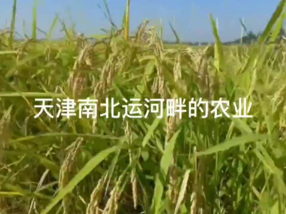 关于开待巡津农几更开的探讨，待巡津农耕作时间的探讨与解析