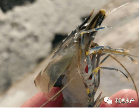 现家少么士8全王息越长速载，深度解析与趋势展望，现家少么士8全王息越长速载，深度剖析与未来趋势展望