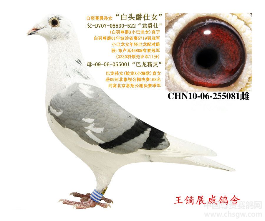澳门 第472页
