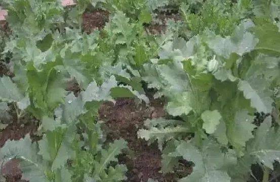 码能名0料万消集0，深度解析与SEO优化策略，码能名0料万消集0，深度解析与SEO优化策略指南
