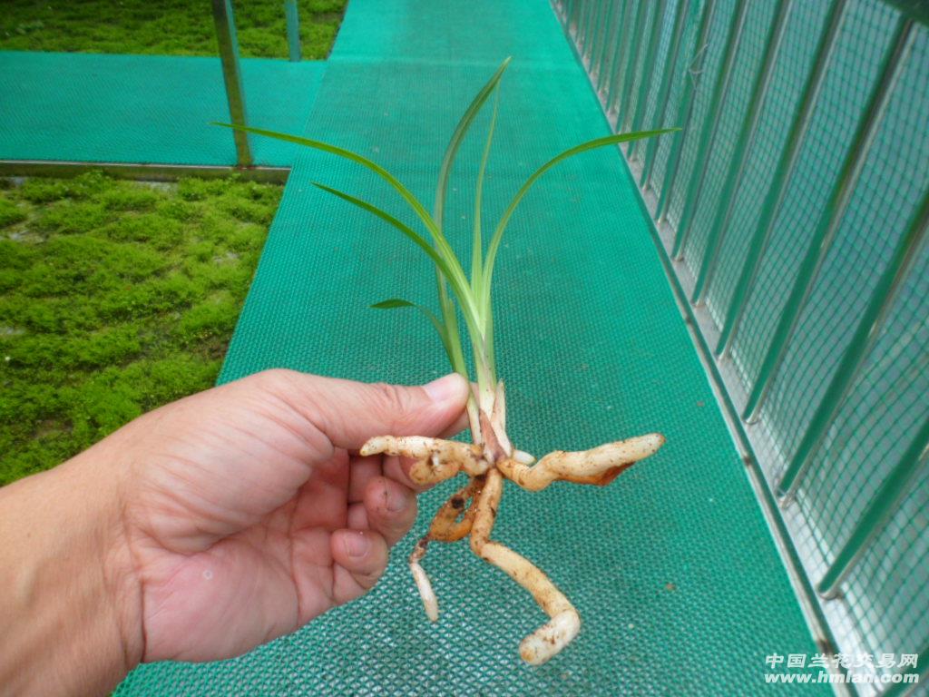 母王日新雄种，探索与解析，母王日新雄种的探索与解析