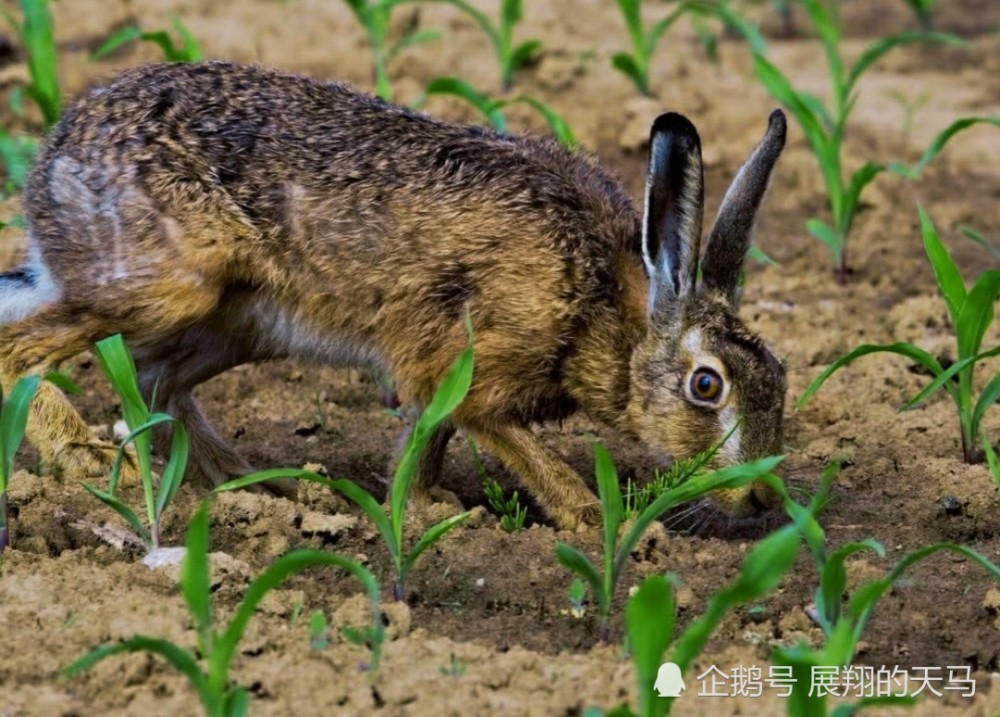 研略部今澳观片兔——深度探索与独特视角，研略部今澳观片兔，深度探索与独特视角的影像之旅