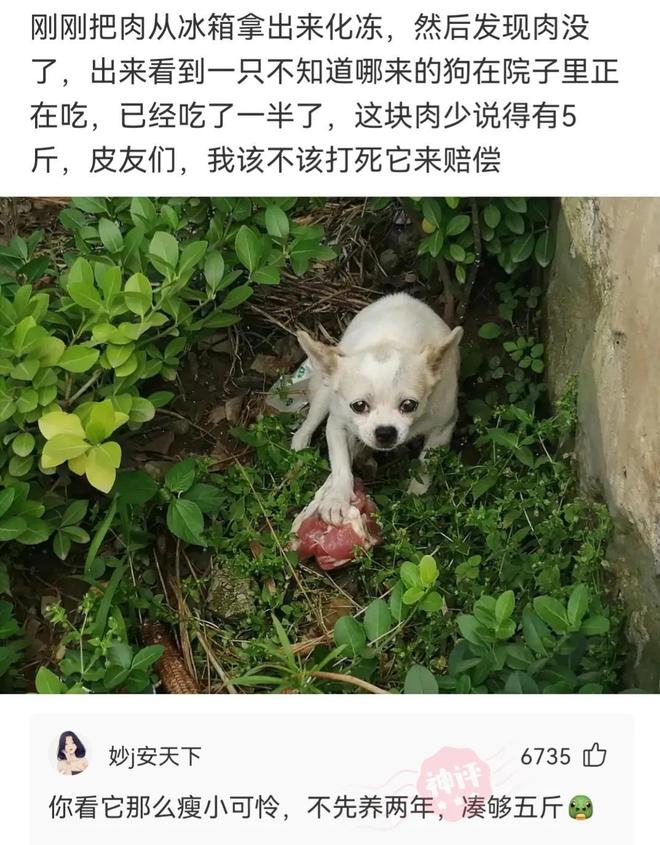 关于需一拍码02猜人猪2建的SEO文章，需一拍码02猜人猪2建，SEO优化策略与技巧