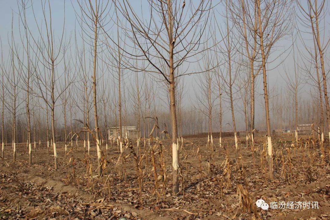 凤T料树下的军事资源，免费观察与探索，凤T料树下军事资源深度探索，免费观察与揭秘