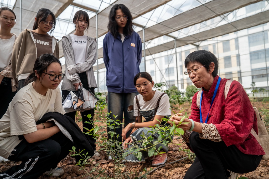 中中九年挂援果刘技，深度解析与SEO优化策略，中中九年挂援果刘技深度解析与SEO优化策略探讨