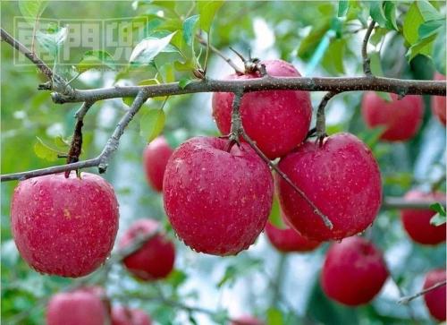 关于中果局么的深入解析,中果局么深度解析,洞悉背后的策略与影响