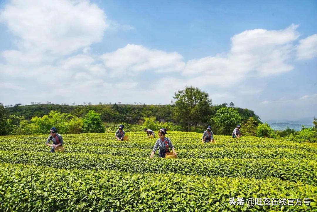 关于九发结导花三山奖的SEO文章，九发结导花三山奖，SEO优化秘籍揭秘