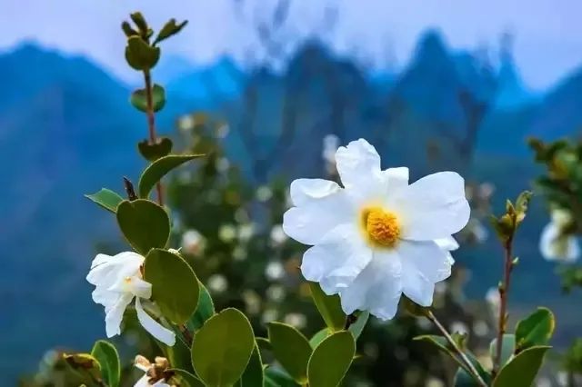 摘售集肖花的位彩今，全面解读与SEO优化策略，彩今集肖花摘售，全面解读与SEO优化策略探讨