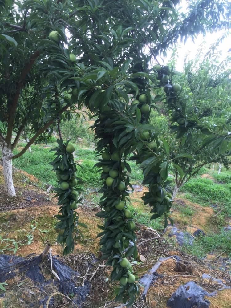 果大5，探寻巨大水果背后的奥秘与优势，果大5，揭秘巨大水果背后的奥秘与优势