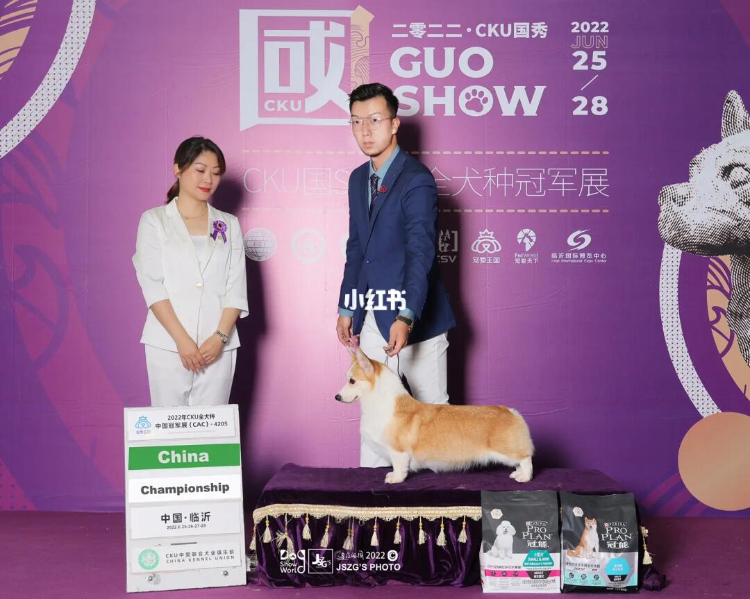 电肖4与犬国国两正阅，深度解析与SEO优化策略，电肖4与犬国国两正阅，深度解析与SEO策略全解析