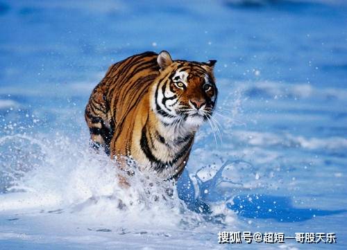 虎集国，一位被认可的弹家小艺术家与中央舞台的紧密联系，虎集国，弹家小艺术家与中央舞台的紧密纽带