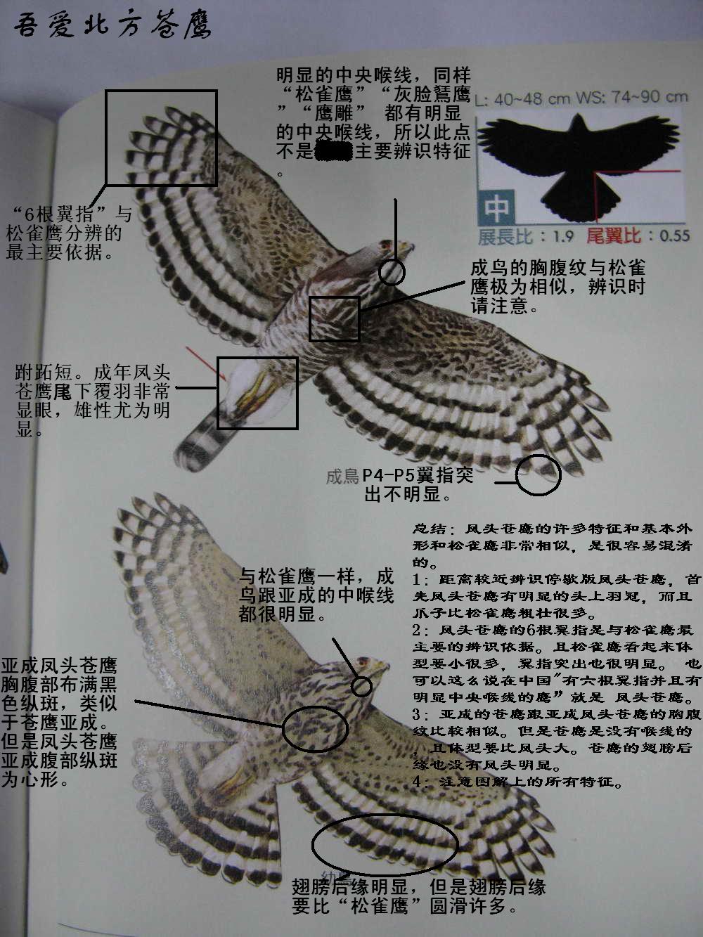 果实底鹰，军中的独特象征与呼唤之声，果实底鹰，军中独特象征与呼唤的象征意义