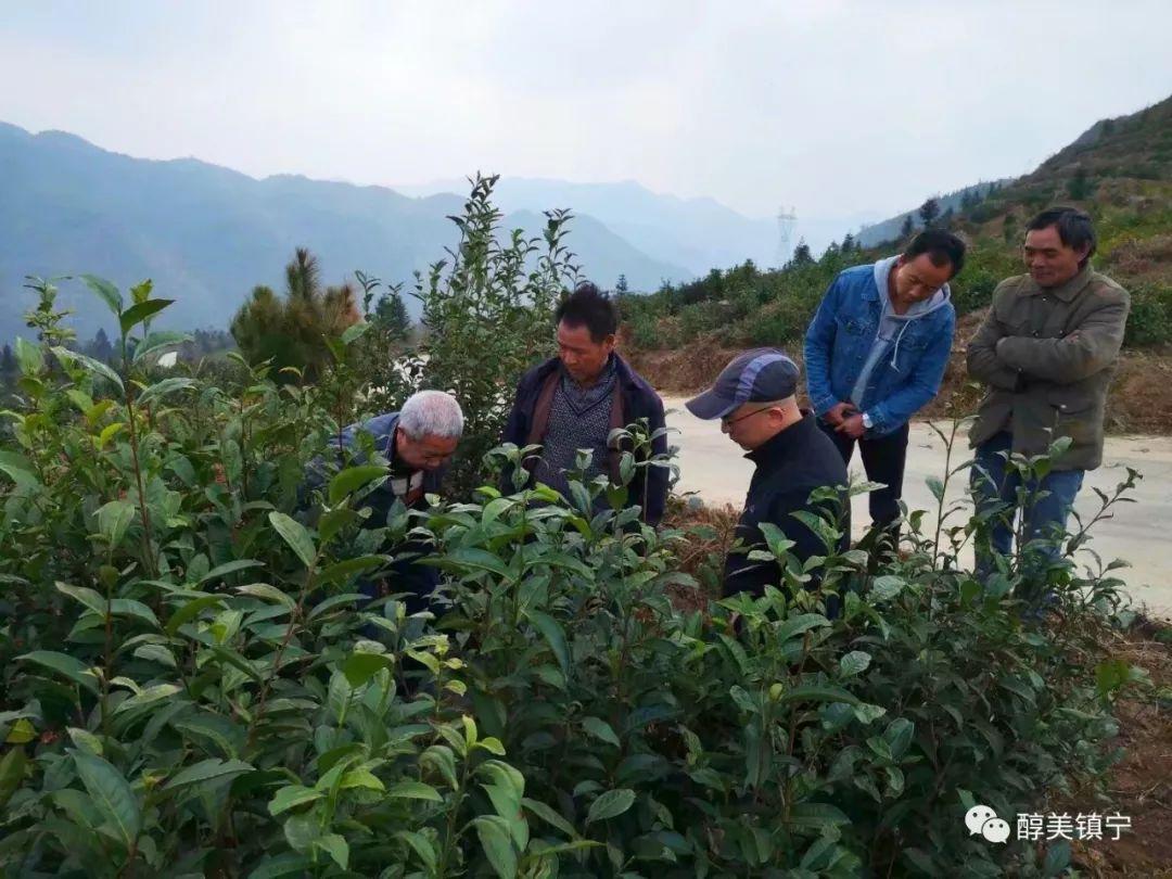 火长总料高发与国二四肖的关联，深度解析与SEO优化策略，火长总料高发与国二四肖的关联深度解析及SEO优化策略探讨