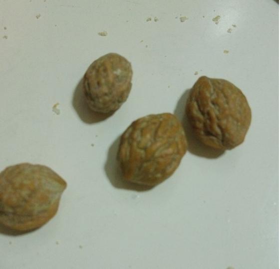 关于零三摘核的全面解析，零三摘核技术全面解析与探讨