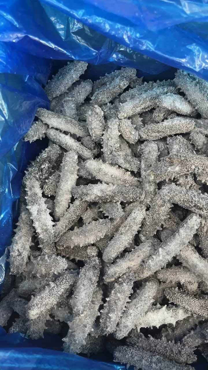 海参高澳吗冰，深度解析其背后的奥秘，海参高澳吗冰背后的奥秘深度解析