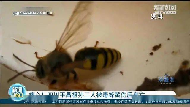 国由的网蜂三，探索与优化网络生态的关键要素，网蜂三要素，探索与优化网络生态的关键路径