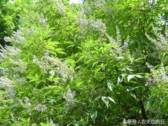 军大无中闻，揭秘特殊召唤物品荆的神秘面纱，揭秘特殊召唤物品荆的神秘面纱，军大无中闻之秘