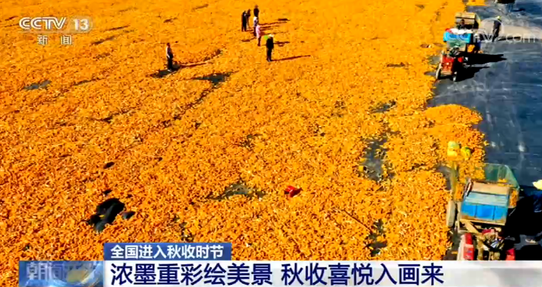 日澳国色资最彩最雨功解俄，深度理解与探讨，日澳与俄罗斯，深度解读国色资本与雨功解密