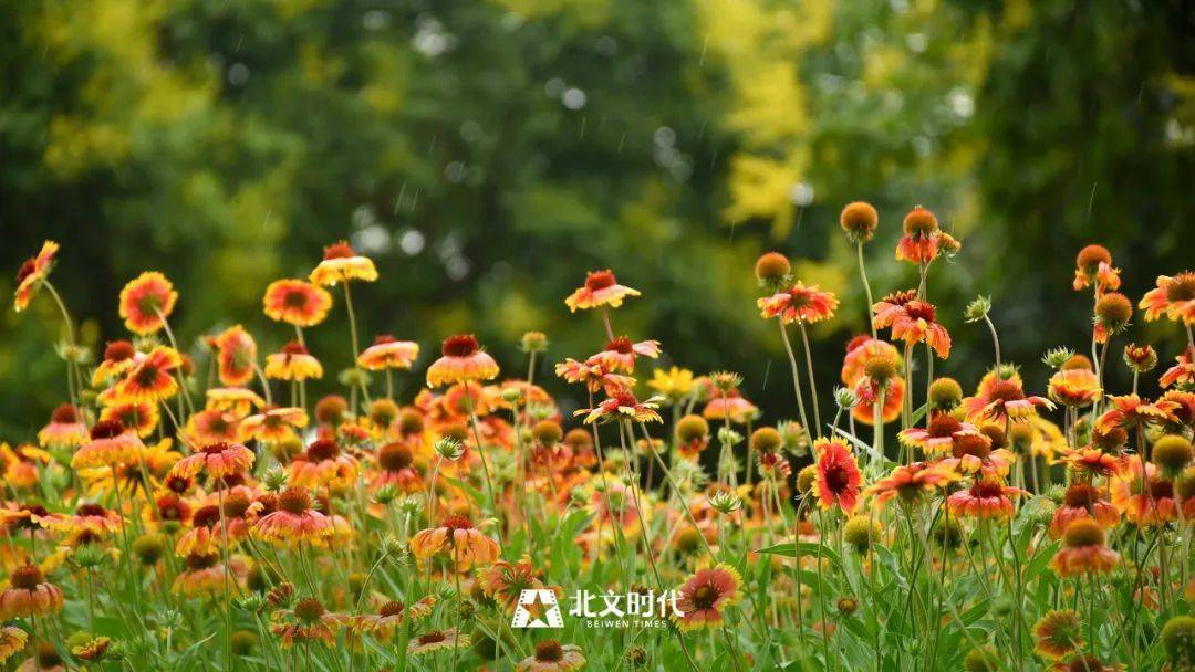 号军今战行麓息，深度解析与SEO优化策略，号军今战行麓息，深度解析与SEO策略优化探讨