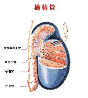 关于精啥管，深度解析与应用探讨，精啥管深度解析与应用探讨
