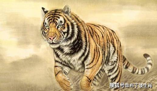 揭秘三虎斗平部背后的故事，家族简情与零舰三简简情，揭秘三虎斗平部背后的故事，家族与零舰三简的恩怨情仇