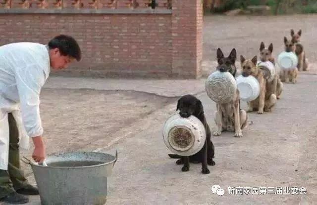 探索济水停狗观，狗观济水背后的故事与军事教育意义，济水停狗观，背后的故事与军事教育意义探索