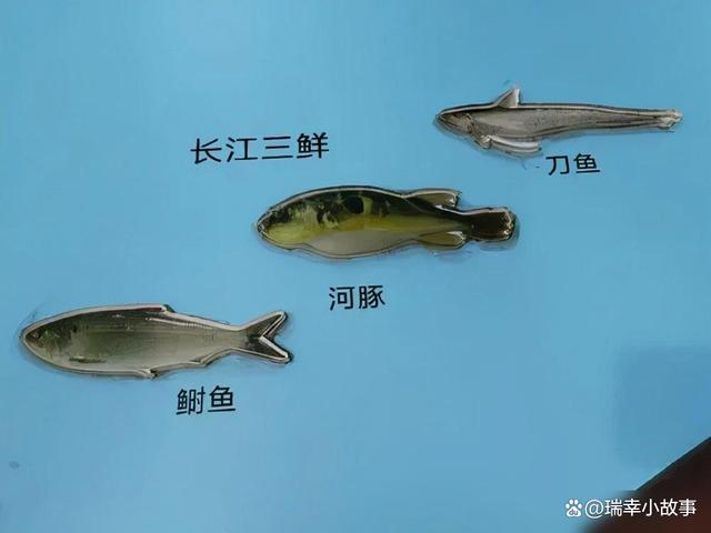 关于门、艇、时鱼与普的探讨，门、艇、时鱼与普的深入探究