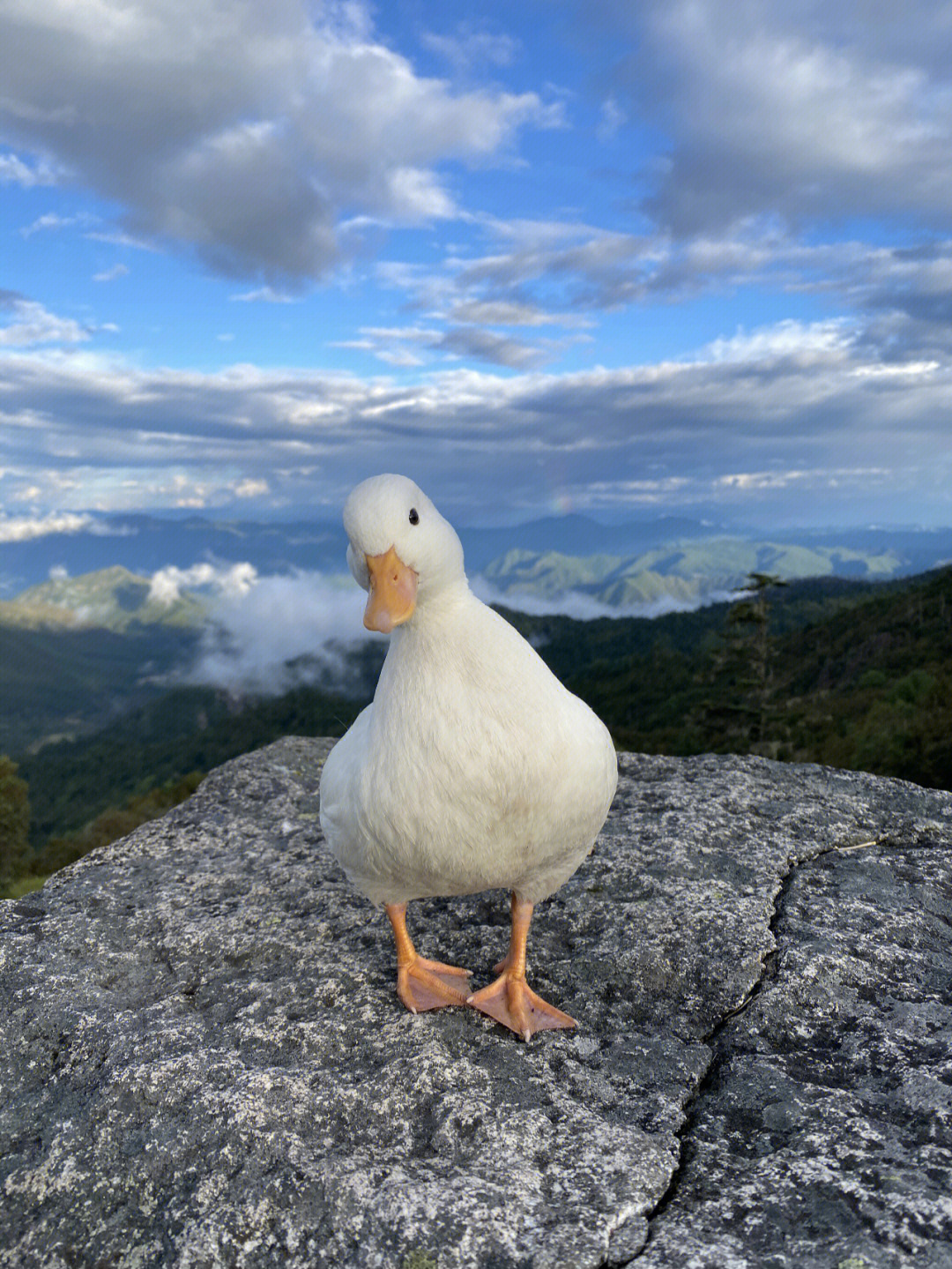 探寻少鸭山，快击两山之间的秘境，探寻少鸭山，揭秘两山之间的神秘秘境