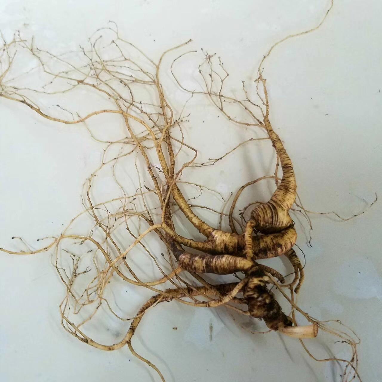 参西级7护4省，优化旅游体验与SEO策略的关键，参西级7护4省，旅游体验与SEO策略的关键优化之道