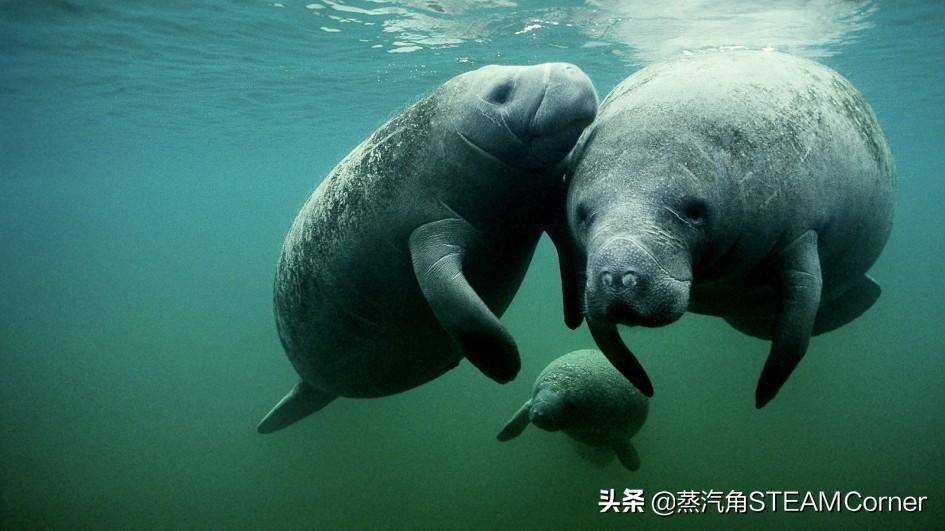 王里公3略美死肖单海牛——探寻背后的故事与神秘魅力，探寻王里公与单海牛背后的故事与神秘魅力