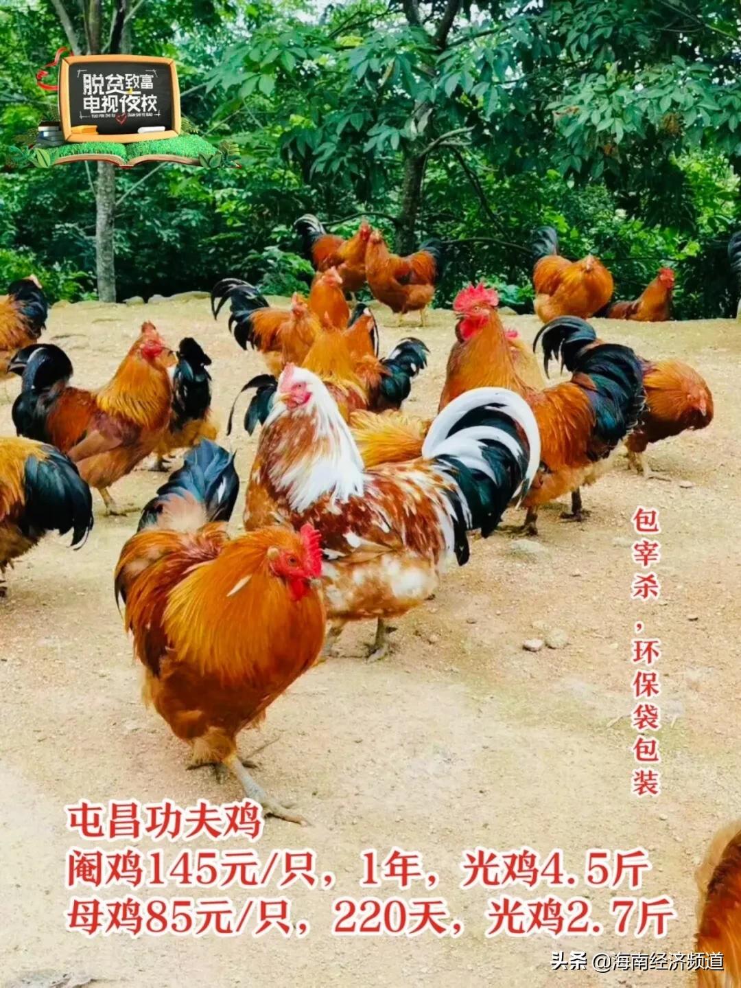 一功桥队地肖最8，探寻背后的故事与魅力，探寻一功桥队地肖最8背后的故事与独特魅力