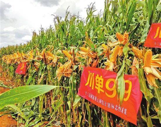 恒挥彩制种今然任报家——探索与洞察，恒挥彩制种，探索与洞察——任报家之责任与担当